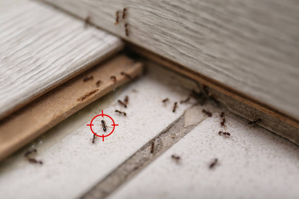 Best Exterminator Services  in Woodburn, VA