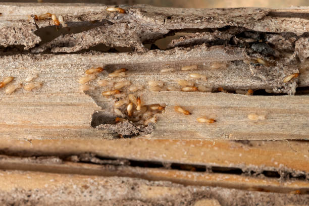 Best Insect Control  in Woodburn, VA